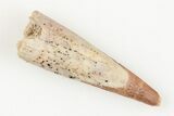 Fossil Pterosaur (Siroccopteryx) Tooth - Morocco #201900-1